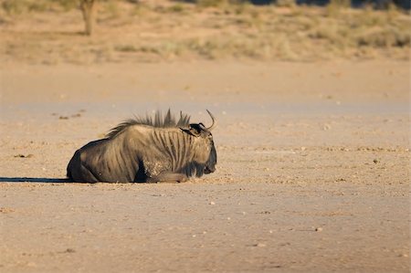 Black wildebeest resting in the afternoon heat in the Kalahari Stock Photo - Budget Royalty-Free & Subscription, Code: 400-04516379