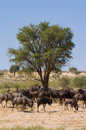 Herd of black wildebeest feeding in the Kalahari Stock Photo - Budget Royalty-Free & Subscription, Code: 400-04516380
