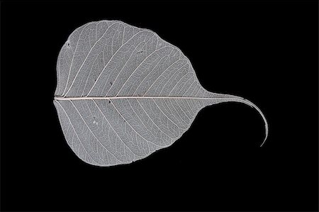 simsearch:400-03926372,k - beatiful big leaf on the black background Fotografie stock - Microstock e Abbonamento, Codice: 400-04516402