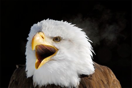 simsearch:400-07210187,k - Close-up picture of an American Bald Eagle Photographie de stock - Aubaine LD & Abonnement, Code: 400-04516568