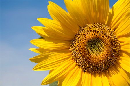 simsearch:400-05682398,k - Sunflowers over a blue sky. That photo include the typical yellow in the petals and green heart. Stock Photo - Budget Royalty-Free & Subscription, Code: 400-04517071