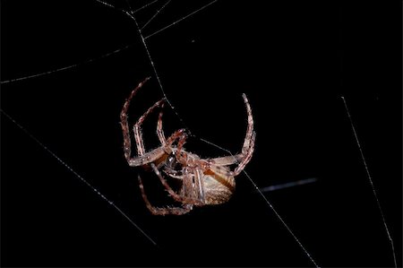 simsearch:700-00378106,k - spider in his web at night, close-up Photographie de stock - Aubaine LD & Abonnement, Code: 400-04517084