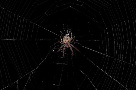 simsearch:700-00378105,k - spider at night in a center of his web Photographie de stock - Aubaine LD & Abonnement, Code: 400-04517085