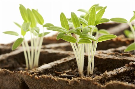 simsearch:649-06532928,k - Backlit Sprouting Plants with White Background. Photographie de stock - Aubaine LD & Abonnement, Code: 400-04517759