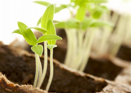 simsearch:700-03403883,k - Backlit Sprouting Plants with White Background. Foto de stock - Royalty-Free Super Valor e Assinatura, Número: 400-04517761