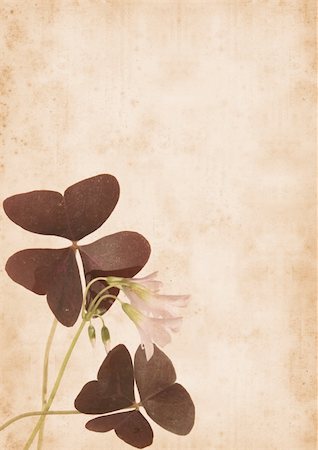 old paper background with oxalis (wood sorrel) Fotografie stock - Microstock e Abbonamento, Codice: 400-04517794