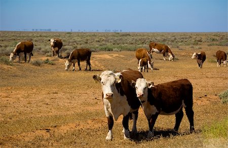 cow and calf in herd of cattle in ourback Stock Photo - Budget Royalty-Free & Subscription, Code: 400-04517999