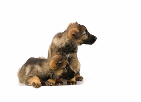 simsearch:400-05890888,k - two Germany sheep-dog puppies isolated on white background Foto de stock - Royalty-Free Super Valor e Assinatura, Número: 400-04518004