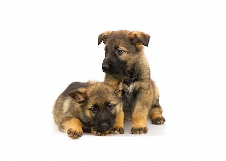 simsearch:400-05715419,k - two laying sheep-dog puppies isolated on white background Fotografie stock - Microstock e Abbonamento, Codice: 400-04518003