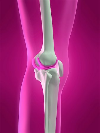 simsearch:400-04191634,k - 3d rendered illustration of a human skeletal knee - back side Foto de stock - Royalty-Free Super Valor e Assinatura, Número: 400-04518157