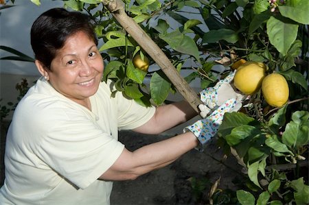 Happy senior Asian woman outdoors in garden wearing gardening gloves picking lemons from a lemon tree Stock Photo - Budget Royalty-Free & Subscription, Code: 400-04518235