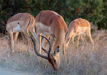 An Impala male with two females in the last golden hours before sunset: Photographed in the wild in South Africa. Fotografie stock - Microstock e Abbonamento, Codice: 400-04518438