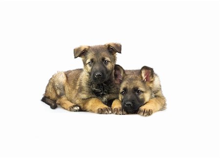 simsearch:400-05890888,k - two Germany sheep-dog puppies isolated on white background Foto de stock - Royalty-Free Super Valor e Assinatura, Número: 400-04518991