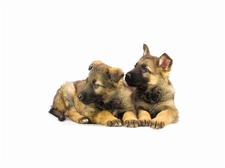 simsearch:400-06108834,k - two Germany sheep-dog puppies isolated on white background Photographie de stock - Aubaine LD & Abonnement, Code: 400-04518992