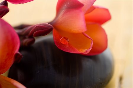 Frangipani flower and polished stone on tropical bamboo mat Stockbilder - Microstock & Abonnement, Bildnummer: 400-04519019