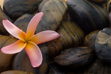 Frangipani flower and polished stone on tropical bamboo mat Stockbilder - Microstock & Abonnement, Bildnummer: 400-04519025