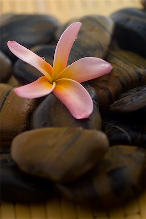 Frangipani flower and polished stone on tropical bamboo mat Stockbilder - Microstock & Abonnement, Bildnummer: 400-04519026