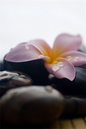 Frangipani flower and polished stone on tropical bamboo mat Stockbilder - Microstock & Abonnement, Bildnummer: 400-04519022