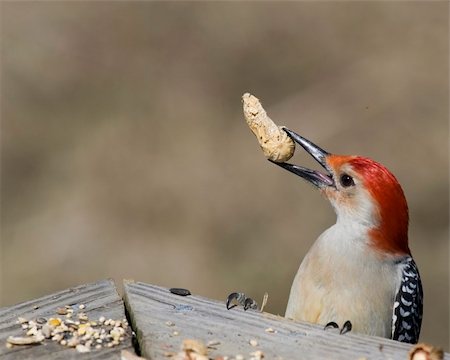 simsearch:400-07292745,k - Red-bellied woodpecker with a peanut perched on a wooden railing. Stock Photo - Budget Royalty-Free & Subscription, Code: 400-04519116