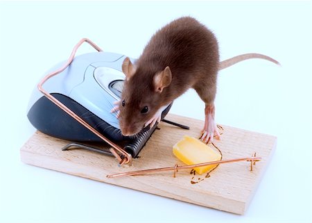 a mouse used his computer sibling to get to the cheese Stock Photo - Budget Royalty-Free & Subscription, Code: 400-04519226