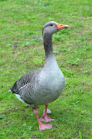 A full body shot of a Greylag Goose (Anser Anser) on grassland Photographie de stock - Aubaine LD & Abonnement, Code: 400-04519229