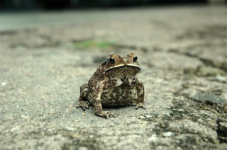 poisonous frog - Amphibian Anura frog on a rough pavement Stock Photo - Budget Royalty-Free & Subscription, Code: 400-04519281