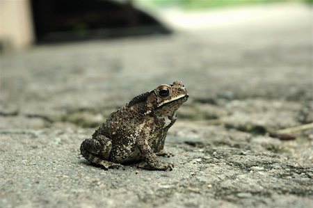 poisonous frog - Amphibian Anura frog on a rough pavement Stock Photo - Budget Royalty-Free & Subscription, Code: 400-04519282