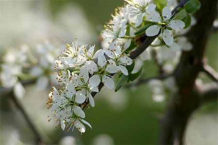 simsearch:400-04859972,k - that tree branch and white flowers bloom Stock Photo - Budget Royalty-Free & Subscription, Code: 400-04519303