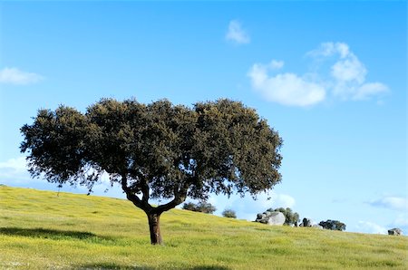 photo of lone tree in the plain - Oak tree ? Quercus ilex - in a field of yellow flowers, Alentejo, Portugal Stock Photo - Budget Royalty-Free & Subscription, Code: 400-04519435