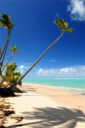 simsearch:400-05676017,k - Pristine tropical beach with palm trees on Caribbean island Foto de stock - Super Valor sin royalties y Suscripción, Código: 400-04519740