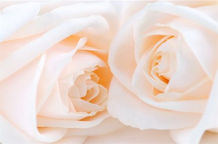elenathewise (artist) - Two delicate high key beige roses macro floral background Photographie de stock - Aubaine LD & Abonnement, Code: 400-04519779