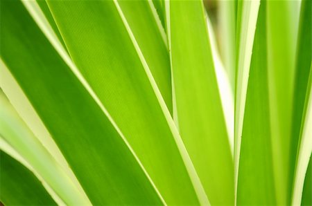 simsearch:622-02757796,k - Closeup on green leaves of tropical plant Stock Photo - Budget Royalty-Free & Subscription, Code: 400-04519798