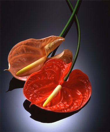anthuriums on black glass Stock Photo - Budget Royalty-Free & Subscription, Code: 400-04519819