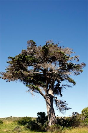scrub country - african tree within the table mountain national park near the cape of good hope cape town western cape province south africa Stock Photo - Budget Royalty-Free & Subscription, Code: 400-04519829