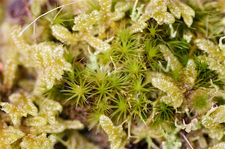 green moss and groundcover grows over rocks on Rangitoto Island to create an interesting texture Stock Photo - Budget Royalty-Free & Subscription, Code: 400-04510340