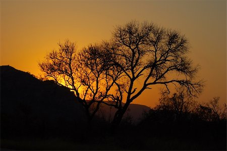 Sunset in Wild Africa Fotografie stock - Microstock e Abbonamento, Codice: 400-04510494