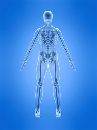 simsearch:400-04003518,k - 3d rendered anatomy illustration of a human skeleton - back side Fotografie stock - Microstock e Abbonamento, Codice: 400-04510547