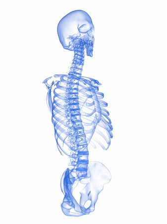 simsearch:400-05715953,k - 3d rendered x-ray illustration of a human skeletal torso- side view Stock Photo - Budget Royalty-Free & Subscription, Code: 400-04510566