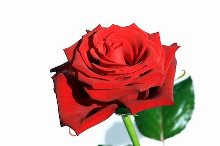 simsearch:400-03974303,k - Close view of a beautiful red rose on a white background Photographie de stock - Aubaine LD & Abonnement, Code: 400-04510755