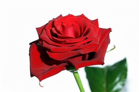 simsearch:400-05294518,k - Close view of a beautiful red rose on a white background Fotografie stock - Microstock e Abbonamento, Codice: 400-04510757