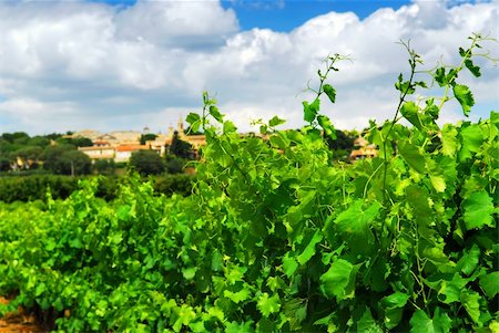 simsearch:400-04000933,k - Rows of green vines in a vineyard in rural southern France Stock Photo - Budget Royalty-Free & Subscription, Code: 400-04510809