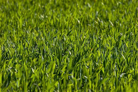 simsearch:400-07830872,k - New green grass meadow background. Shallow depth of field Foto de stock - Royalty-Free Super Valor e Assinatura, Número: 400-04511374