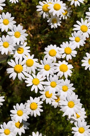simsearch:400-07626311,k - Closeup of white chamomiles in a spring field Stock Photo - Budget Royalty-Free & Subscription, Code: 400-04511380