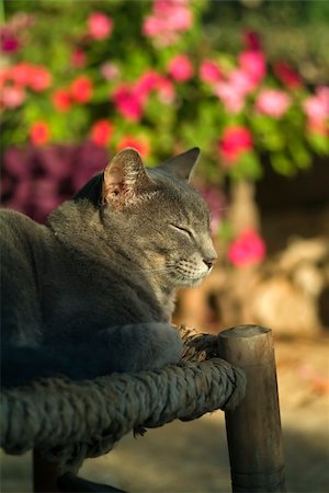 sage blossom - grey cat sun bathing wiyh closed eyes Photographie de stock - Aubaine LD & Abonnement, Code: 400-04511391