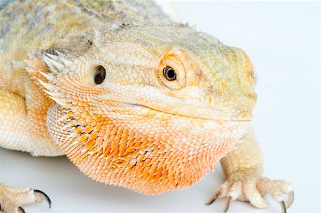 rear lizard - A beautiful bearded dragon Foto de stock - Super Valor sin royalties y Suscripción, Código: 400-04511698