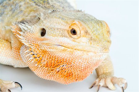 rear lizard - A beautiful bearded dragon Stock Photo - Budget Royalty-Free & Subscription, Code: 400-04511698