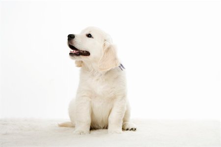 simsearch:400-05890888,k - a beautiful golden retriever puppy Foto de stock - Royalty-Free Super Valor e Assinatura, Número: 400-04511693