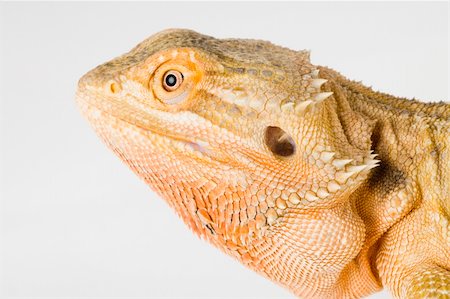 rear lizard - A beautiful bearded dragon Foto de stock - Super Valor sin royalties y Suscripción, Código: 400-04511703