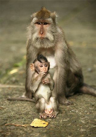 Family of monkeys. Bali a zoo. Indonesia Photographie de stock - Aubaine LD & Abonnement, Code: 400-04511974