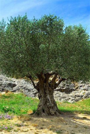 simsearch:400-04000933,k - Ancient olive tree growing in southern France Stock Photo - Budget Royalty-Free & Subscription, Code: 400-04512169